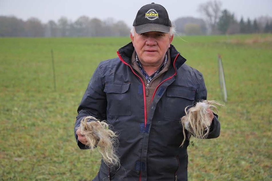 Der Schäfer verlor zwei wertvolle Tiere an die Wölfe.