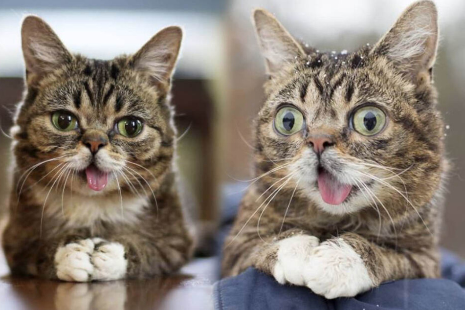 Mehr als 2,4 Millionen Abonnenten folgen Lil Bub auf Instagram.