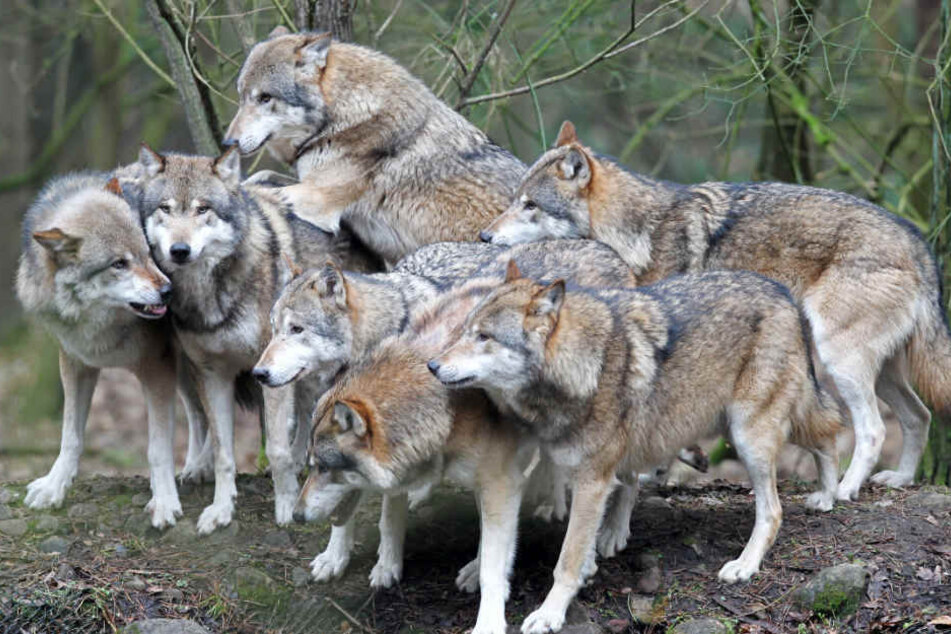 Nachwuchs der Wölfe in Dänemark ist nach Schleswig-Holstein gewandert (Symbolbild).