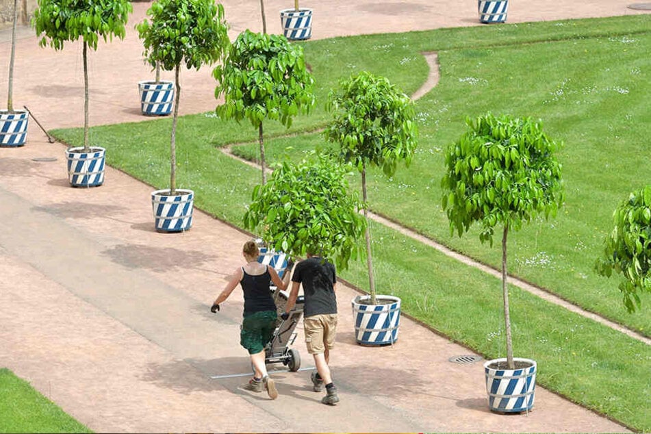 Mitarbeiter der Schlösserverwaltung bringen die Bäumchen aus dem Winterquartier.