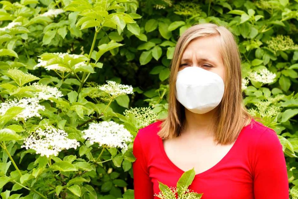 Es kommt in Europa an: 2017 mussten in Großbritannien 8500 Menschen mit Pollen-Schock ins Krankenhaus! Neun starben an Asthmaattacken nach Gewittern!