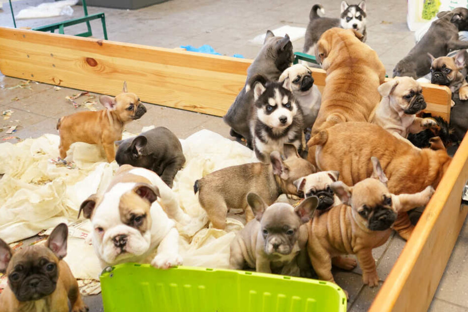 Die Polizei konnte insgesamt 37 Hundewelpen aus einem Transporter befreien.