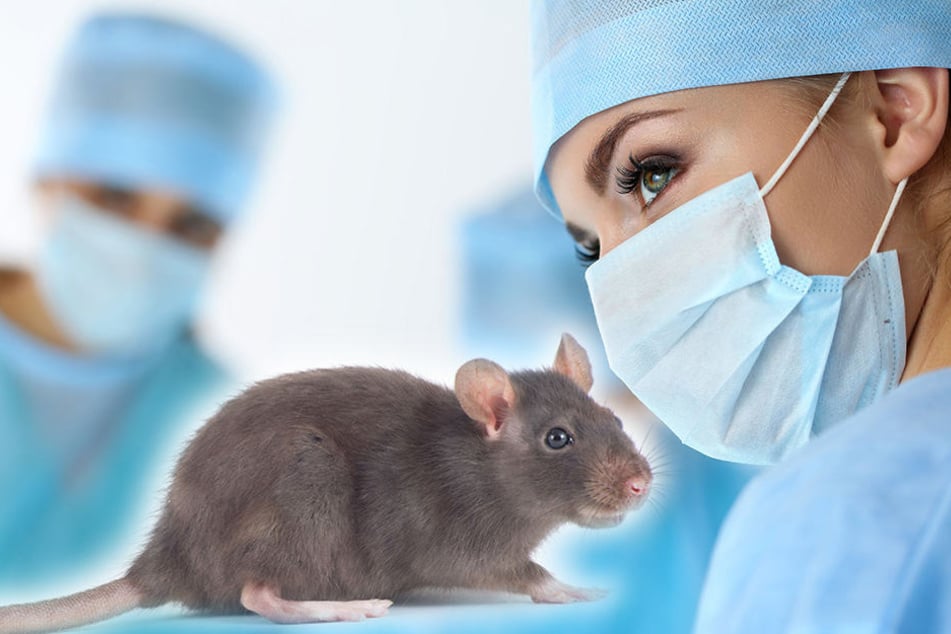 In Münster gibt es jetzt eine Professur zum Thema Tierwohl. (Symbolbild)