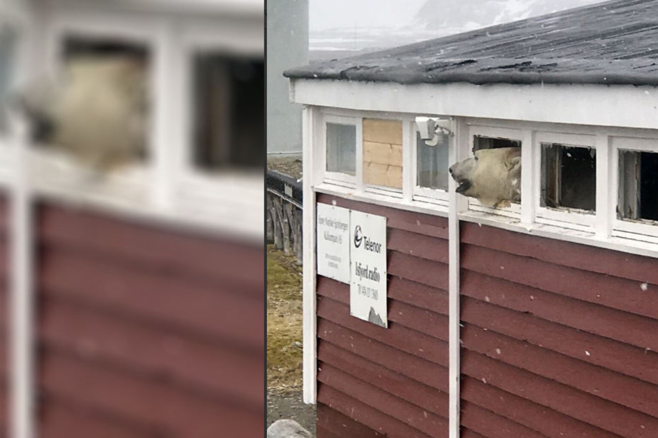 Der große Bär blickt aus dem Hotelfenster.
