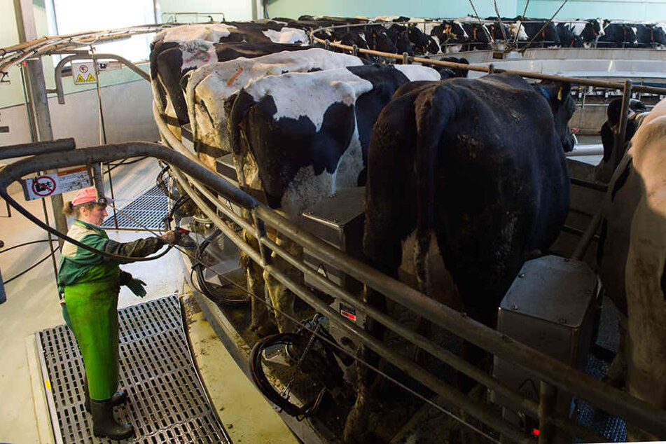 Der Bestand der Milchkühe in Thüringen ist innerhalb von zwei Jahren um fast 9500 auf 103 600 Tiere gesunken.