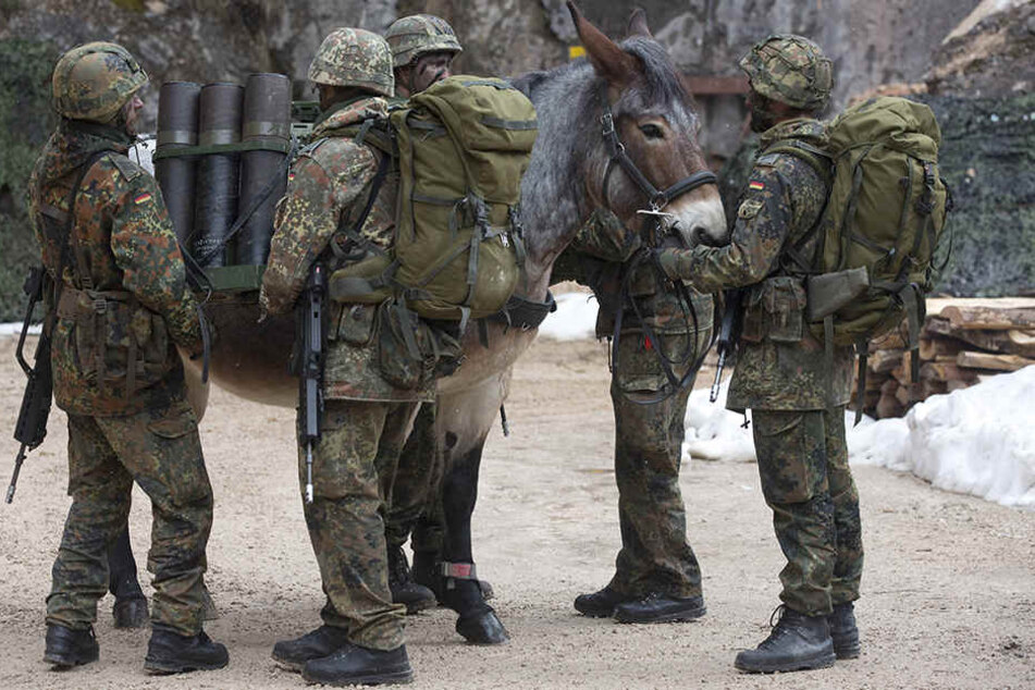 Auch über 27 Pferde und Maultiere wurden zu Versuchszwecken getötet (Symbolbild).
