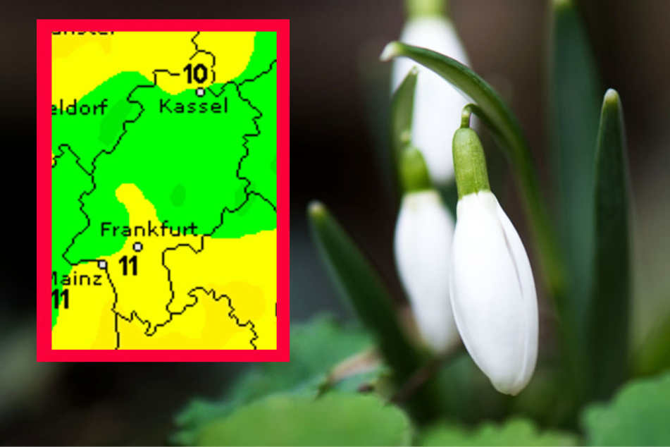 Bei Temperaturen von über zehn Grad könnten Frühblüher wie das Schneeglöckchen austreiben (Archivbild).