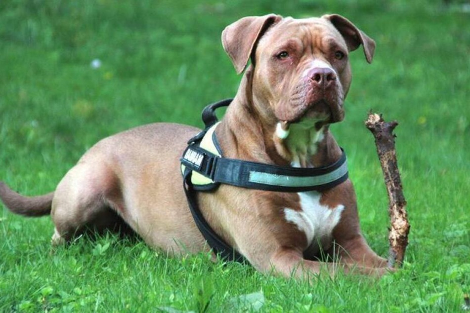 Pitbull-Mischling Gina wartet seit Jahren auf einen neuen Besitzer.