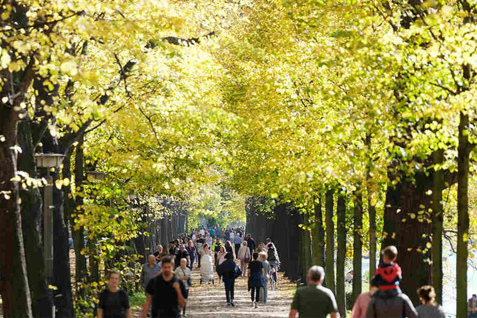 Das Entwicklungskonzept Clara-Zetkin-Park und Johannapark gibt den Rahmen für die Zukunft beider Grünanlagen vor. (Archivbild)