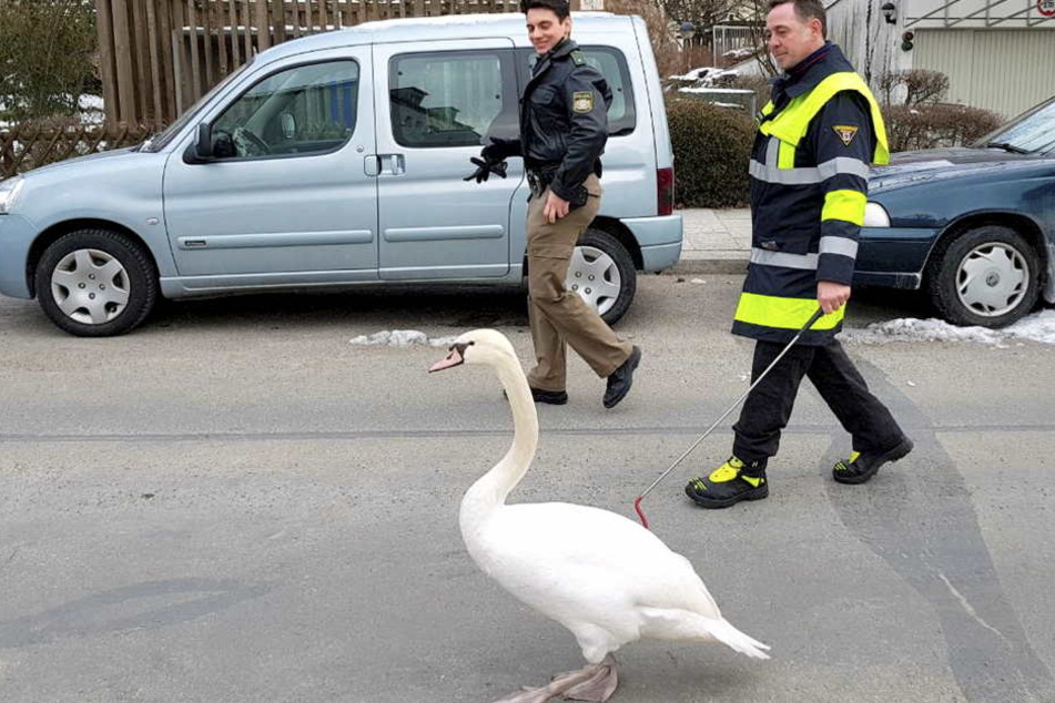 Der Schwan trug bei der Aktion keine Blessuren davon.