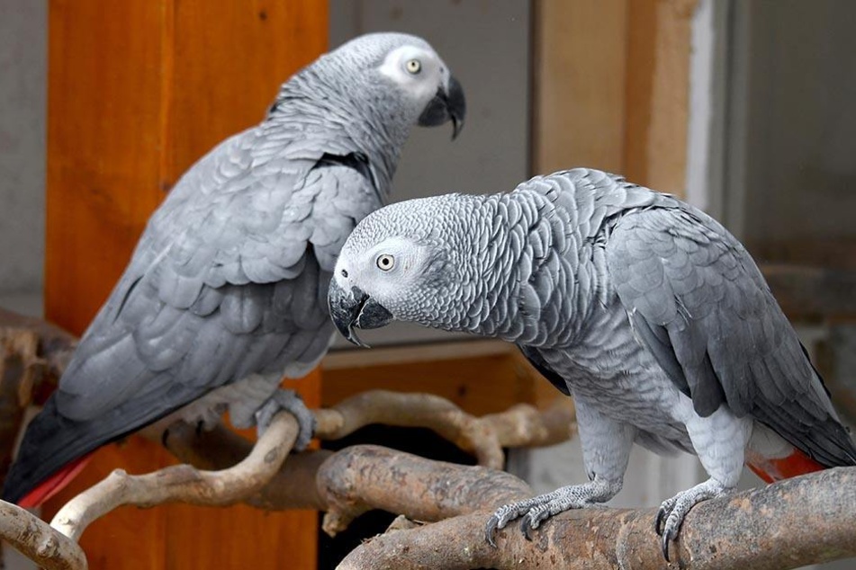 Bedroht durch Wildtierhandel: Der Graupapagei.
