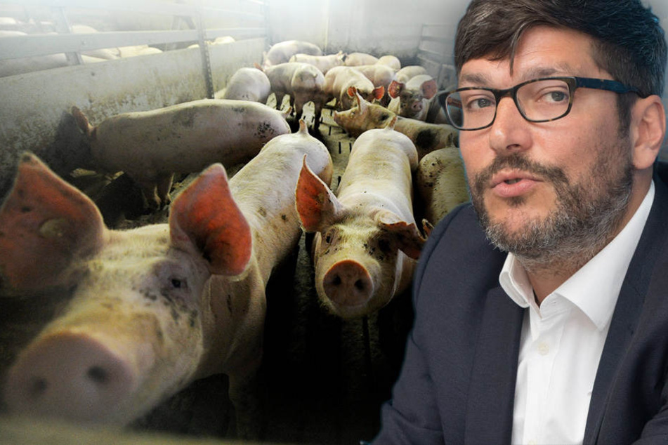 Justizsenator Dirk Behrendt will die Massentierhaltung überprüfen lassen. (Bildmontage)