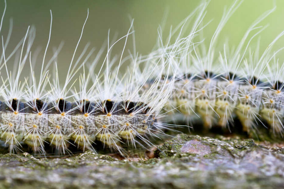 Die Haare der Raupe des Eichenprozessionsspinners sind sehr gefährlich.