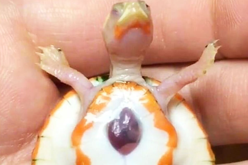 Das Herz der Schildkröte "Hope" ist außerhalb ihres Körpers gewachsen.