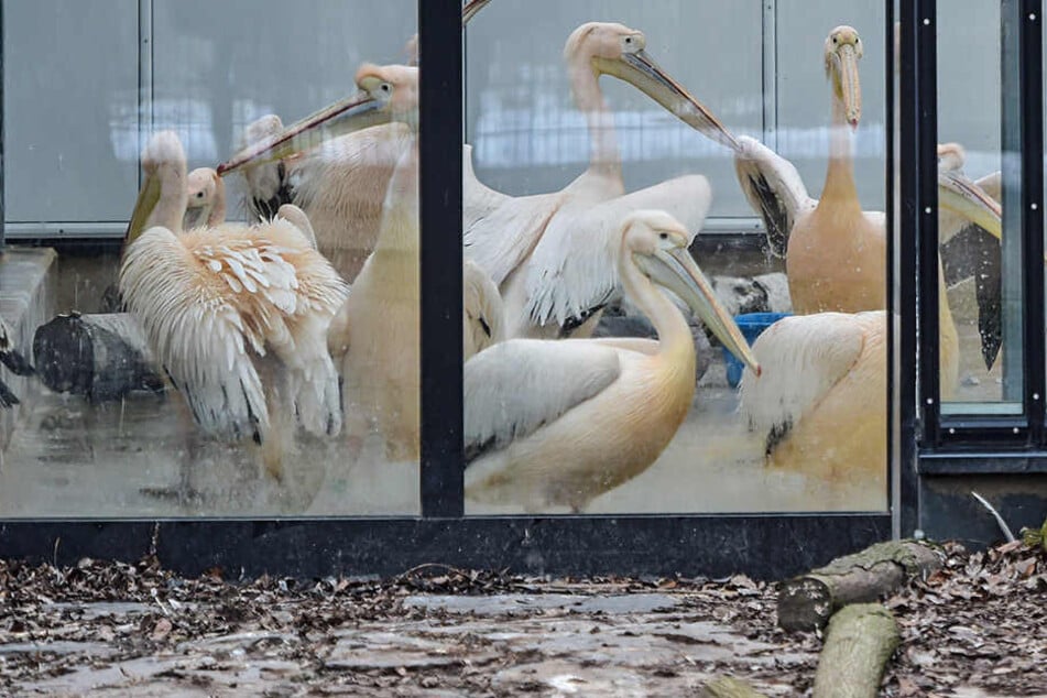 Als eine der ersten Vogelarten werden die Pelikane im Dresdner Zoo freigelassen.