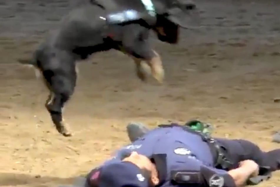 Die Polizei Madrids hat ein Video veröffentlich, das Poncho bei der Arbeit zeigt.