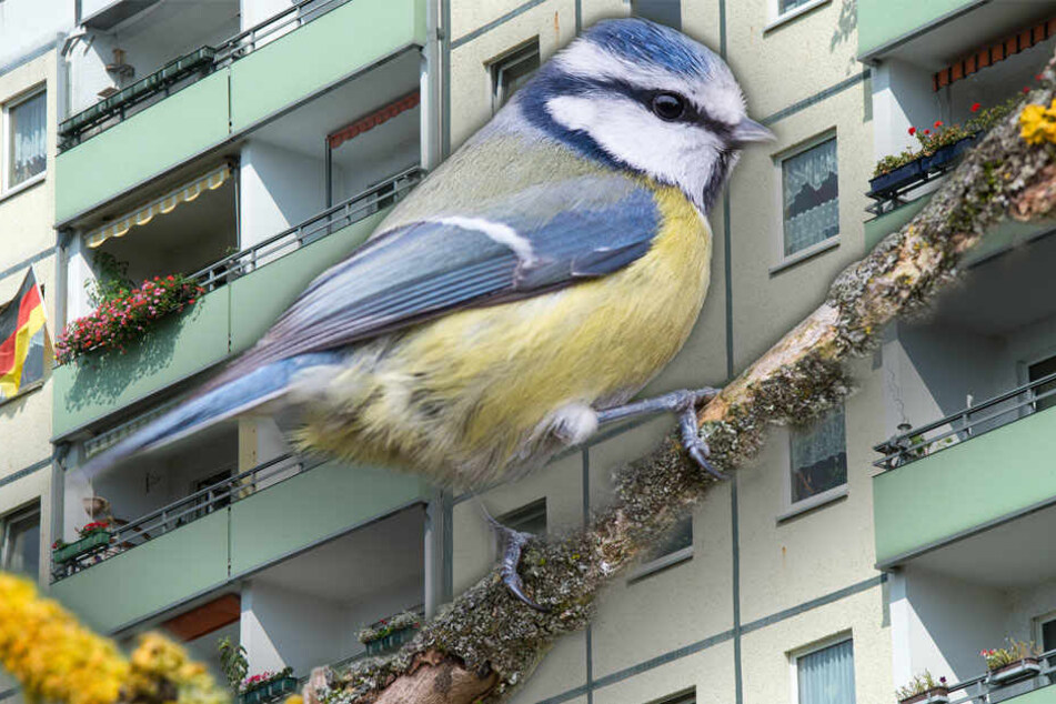 Die Fassaden von Plattenbauten sind ideale Nistplätze, unter anderem auch für die Blaumeise.