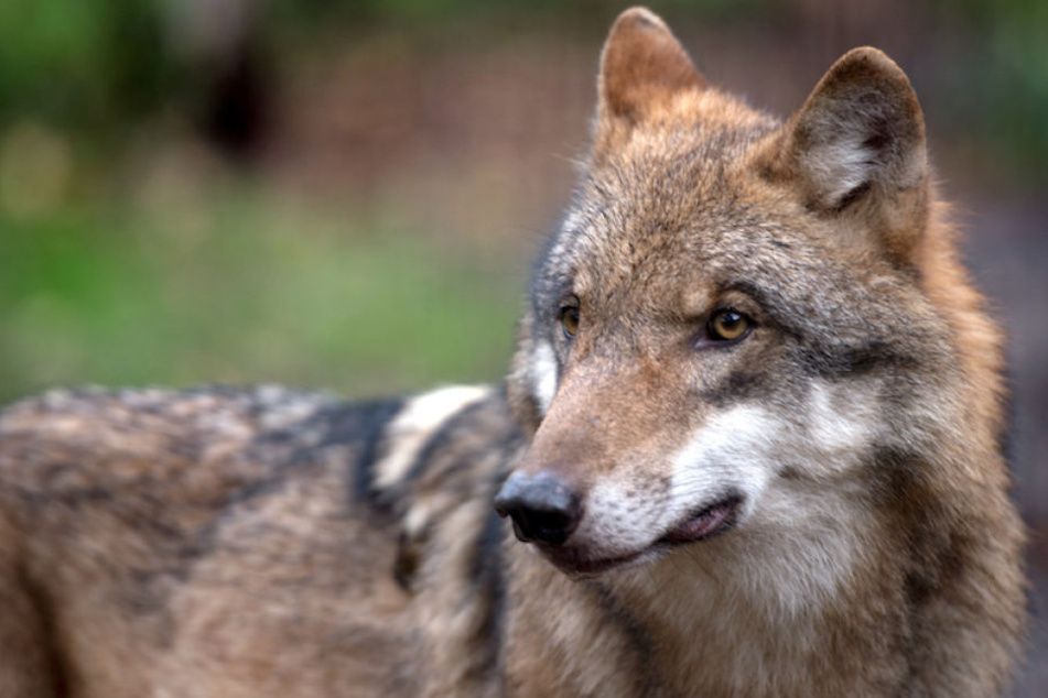 Dem Bauernbund Brandenburg geht die Wolfverordnung nicht weit genug.
