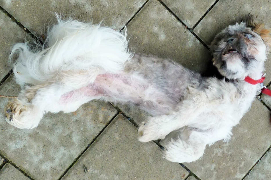 Der Shi Tzu wurde grausam zu Tode gequält.