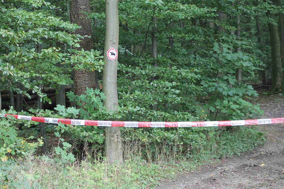 In diesem Wald bei Vlotho wurde die Leiche verscharrt.