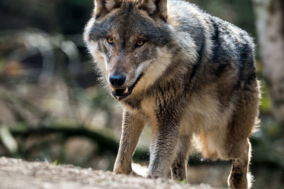 In Brandenburg sollen derzeit die meisten Wölfe leben.