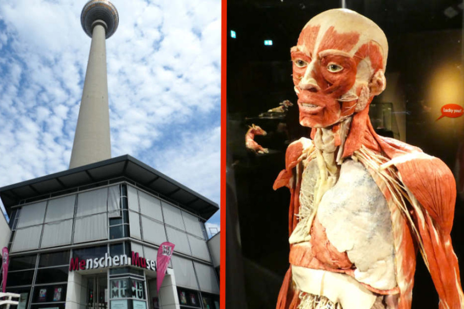 Im "Menschen Museum" am Fuße des Fernsehturms am Alexanderplatz werden die umstrittenen Plastinate ausgestellt.