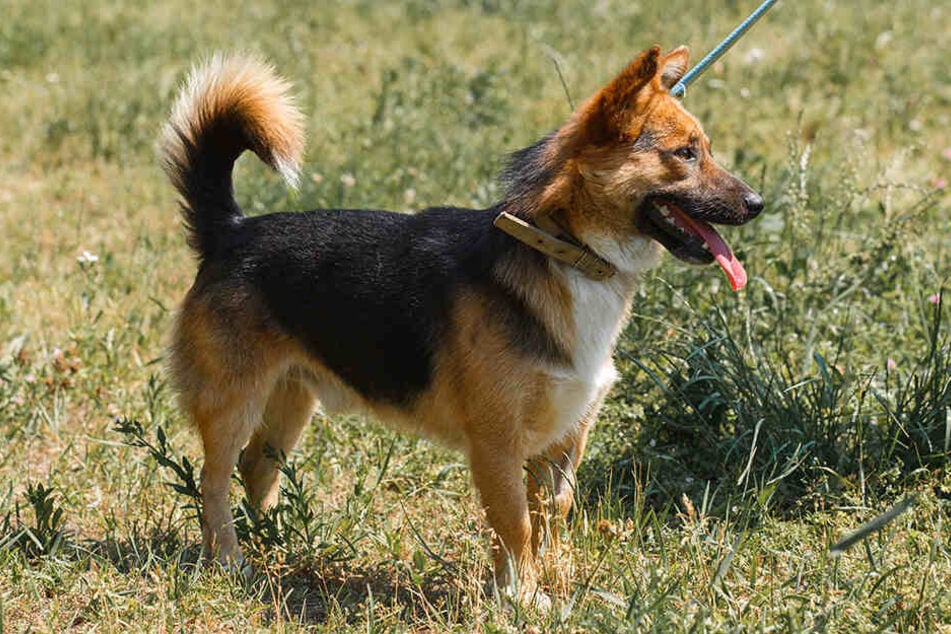 Leinen und Halsbänder sind für Hunde ok, Kabelbinder jedoch gesundheitsgefährdend.