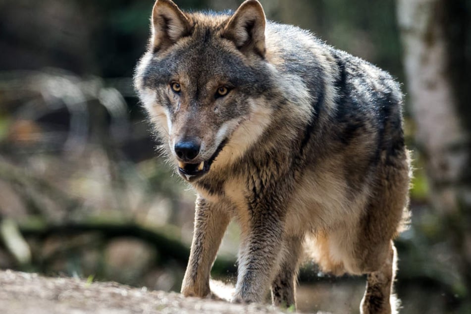 Drei Schafe wurden bei Bad Wildbad gerissen. Aktuell wird untersucht, ob es ein Wolf gewesen ist. (Symbolbild)
