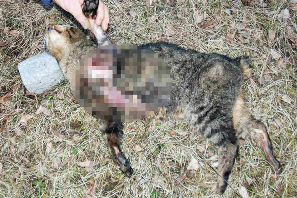 Der oder die unbekannten Täter trennten der Katze Ohren und Schwanz ab.