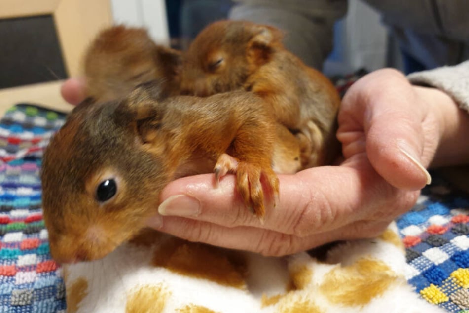 Die drei Eichhörnchenbabys sind nicht größer als zwei Hände.