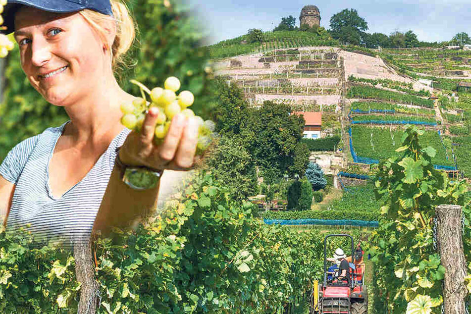 Auf dem Weingut Karl Friedrich Aust wurden die letzten Sonnentage zur Weinlese genutzt.