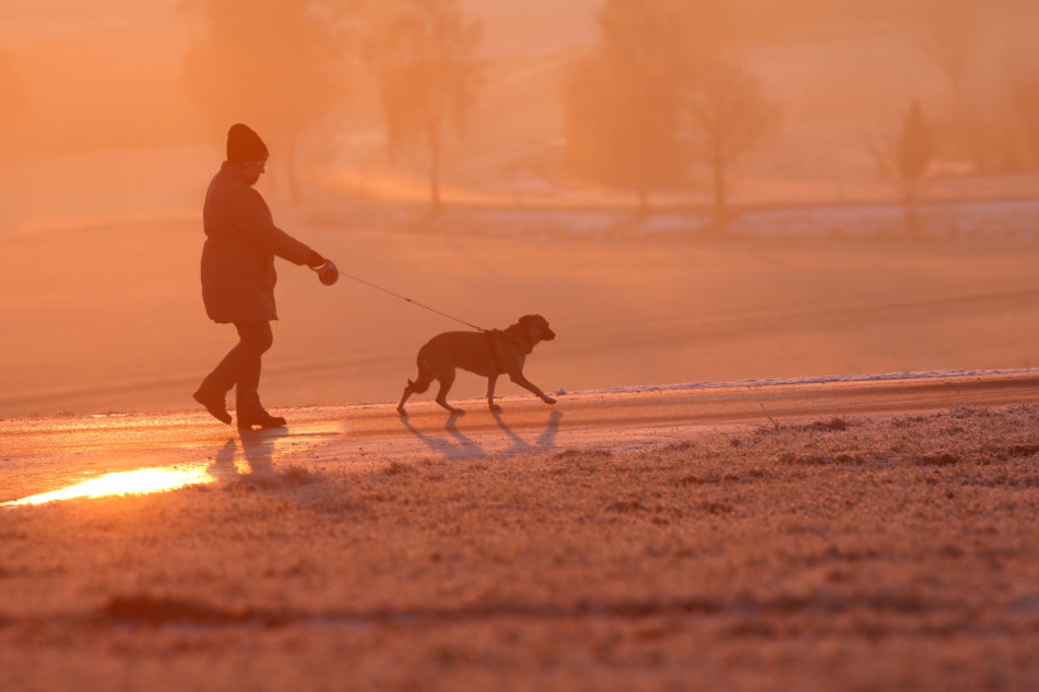 Du solltest umgehend einen Tierarzt aufsuchen, wenn bei deinem Hund Beschweren auftreten.