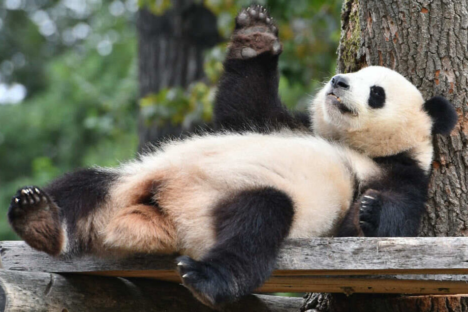 Bekommt Meng Meng bald ein Baby? (Archivbild)