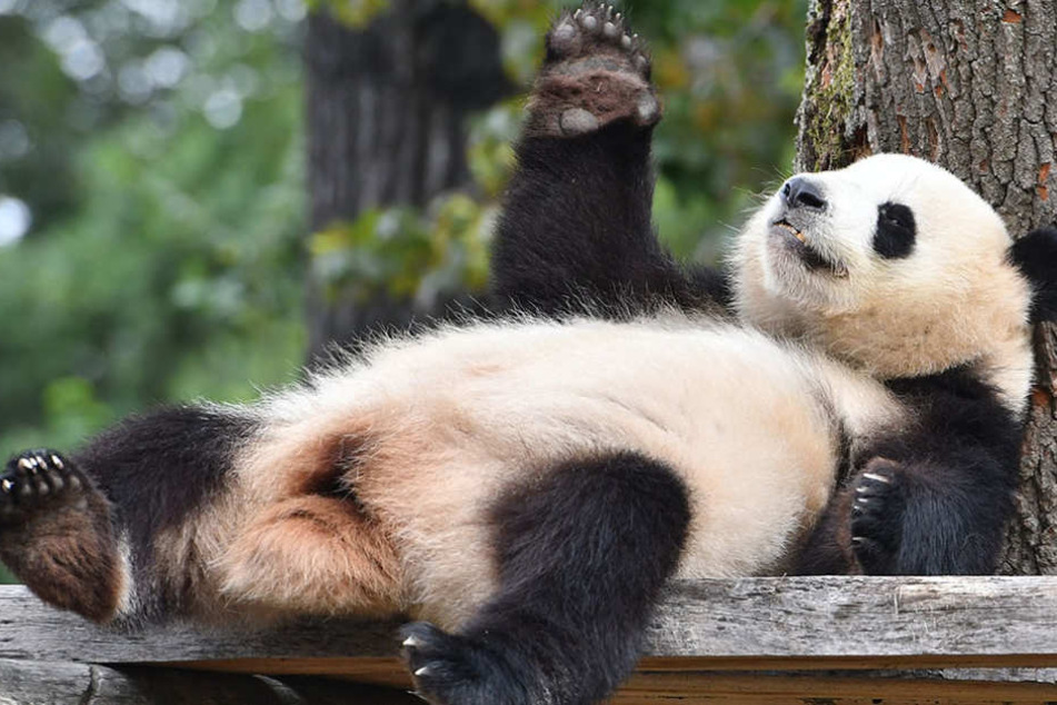 Sie liebt es gemütlich: Die Panda-Dame liegt gern gemütlich herum.