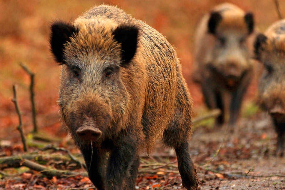 Werden die Rotten mal so prophylaktisch ausgerottet? Die Bauern blasen zur großen Jagd.