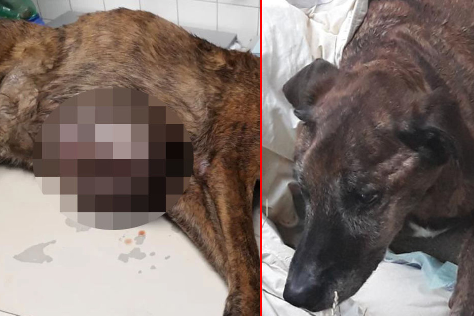 Hund hat riesigen Tumor am Bauch Nachbarn wussten von Tierquälerei und