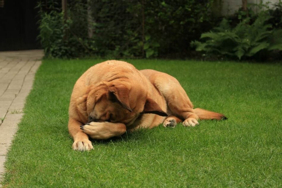 Den Hund auszuschimpfen bringt nichts, weil er es nicht versteht.