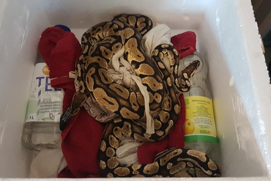 Die zwei Schlangen in ihrer Box.