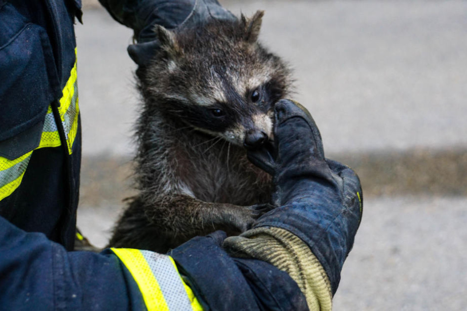 Dieser Waschbär musste von der Feuerwehr in Göppingen in einem Wohnhaus eingefangen werden.