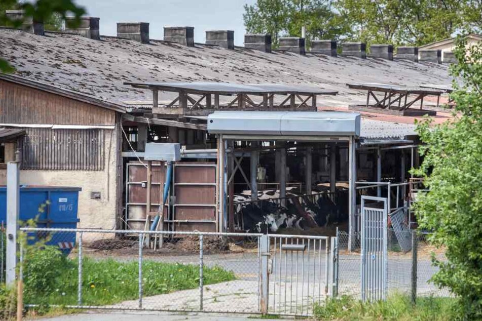 In einer Milchviehanlage in Reichenbach kam es zu einem tragischen Arbeitsunfall.