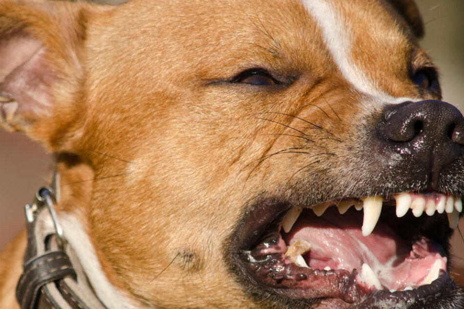 Die zwei Hunde attackierten einen 15-jährigen Jungen und entstellten teilweise dessen Gesicht. (Symbolbild)