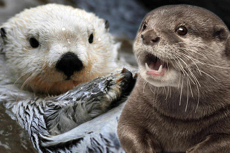 Die quirligen Raubtiere waren einst vom Aussterben bedroht, nun werden sie für manche Menschen zur Plage. Tierschützer und Fans toben!