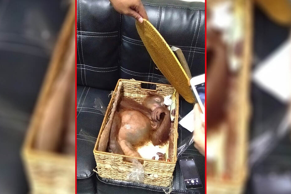 Das Orang-Utan-Baby lag betäubt in einer Rattankiste.