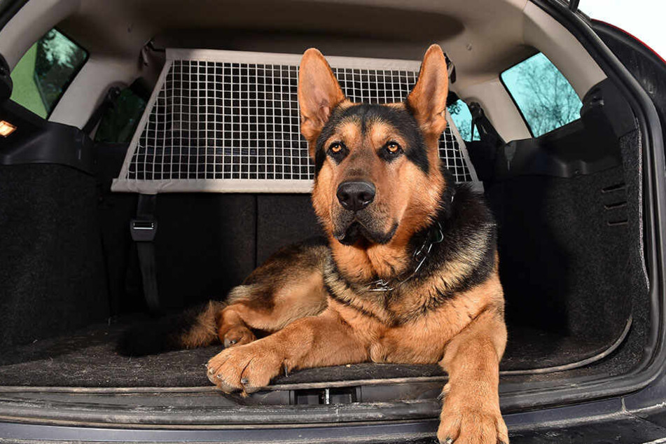 Abgehängt: Der Deutsche Schäferhund.