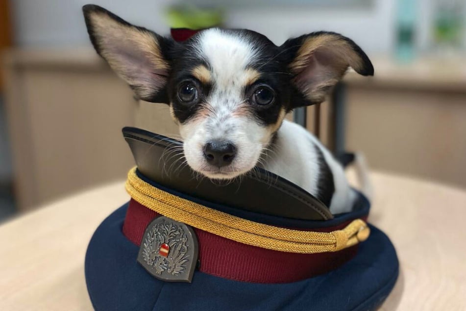 Och Gottchen: Das kleine Kerlchen möchten wir am liebsten gleich selbst abholen.