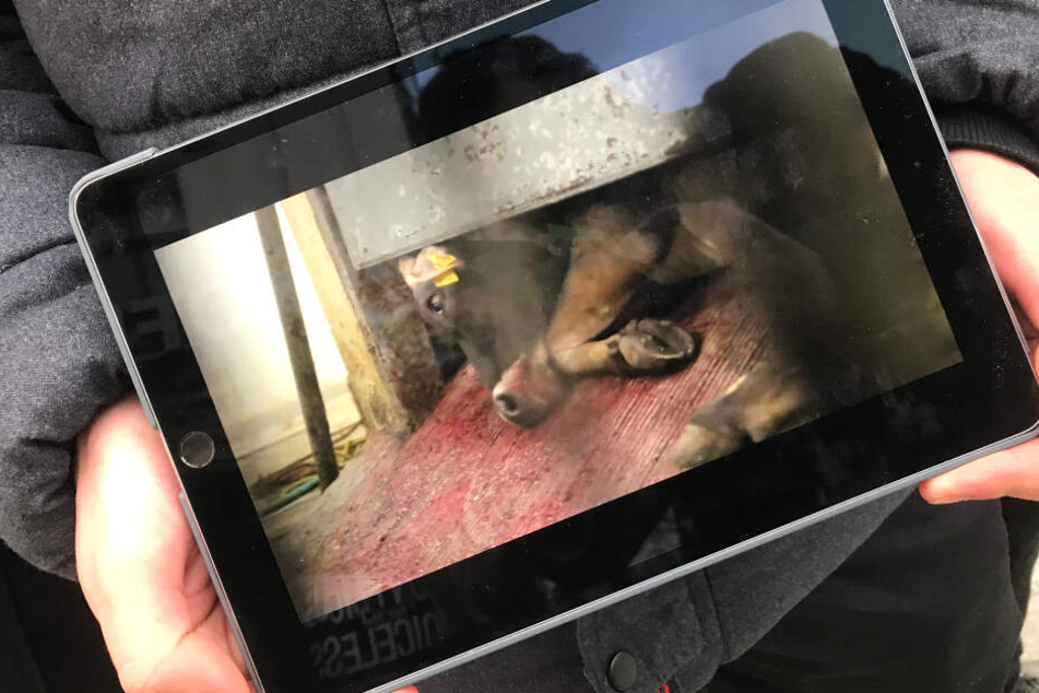 Mit Filmen aus Mastbetrieben will man auf die Qualen der Tiere hinweisen.