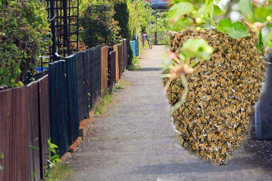 In einer Kleingartenanlage übersah ein Gärtner ein Wespennest. Er überlebte den Angriff nicht (Montag/Symbolbild).
