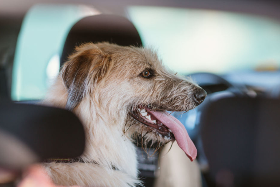 Der Hund musste im Auto schwitzen, während sich sein Besitzer auf einem Konzert vergnügte. (Symbolbild)
