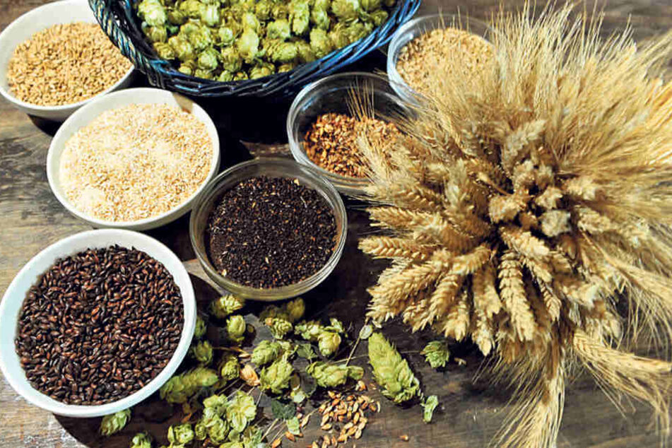 Diese natürlichen Zutaten verwendet die „Stonewood“-Brauerei für verschiedene
Biere, darunter Gerste (r.) und Hopfen (o.).