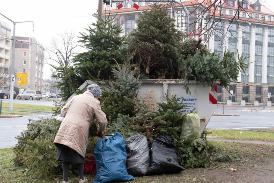 Die Zeit rennt, die letzten Bäume müssen zu den Sammelstellen...